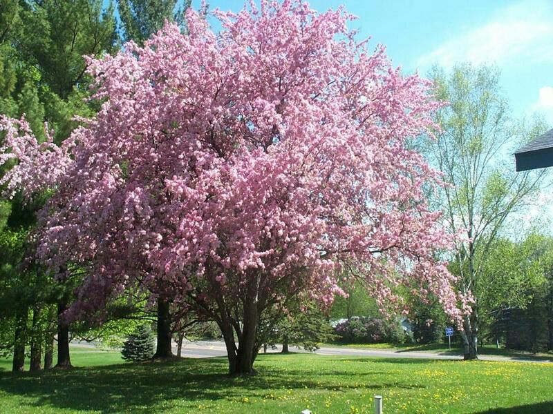 Sakura (cherry Blossom) Or Puramutsurī (plum Tree) 