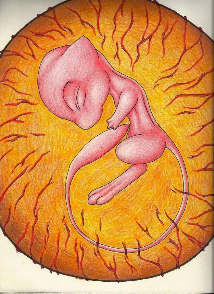 What is the difference between an embryo and a fetus?