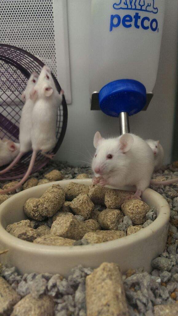 Petco + Updates! Pets Amino