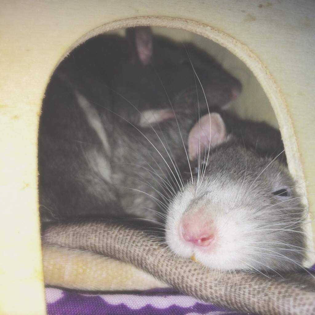 ☻how much rats can fit? Pets Amino