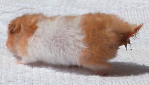 my hamster has wet tail what can i do my hamster has wet tail what can i do