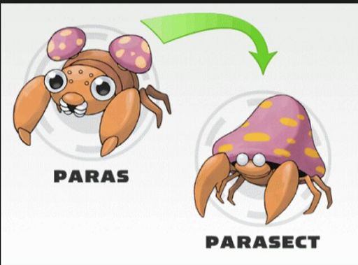 Paras Evolution Pokémon Amino