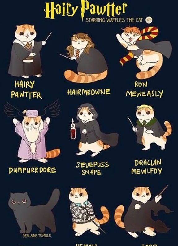 harry-potter-characters-were-cats-harry-potter-amino