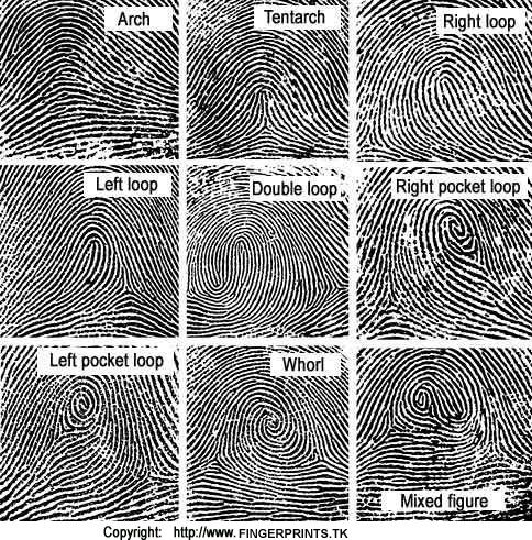 🔎Forensics: Comparing Fingerprints 🔍 Science Amino