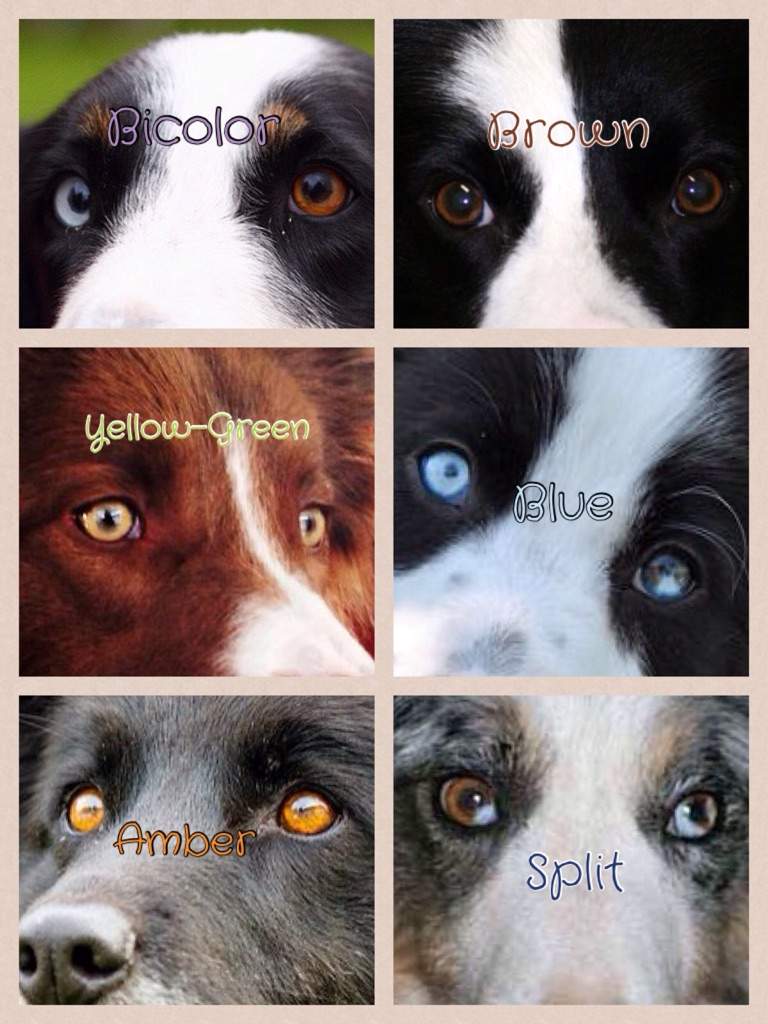 border-collies