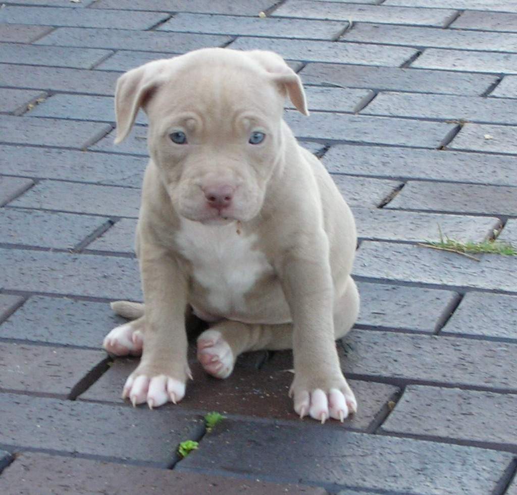 What is a blue fawn pitbull?