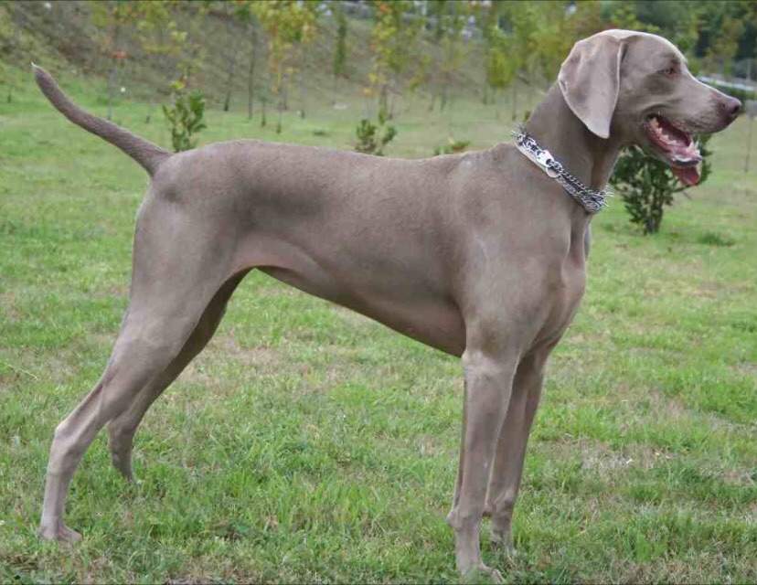 Weimaraner | Pets Amino