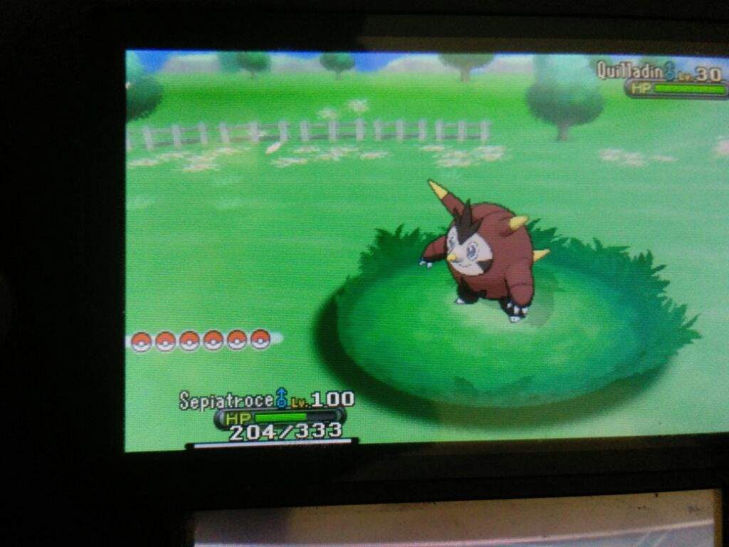 Shiny Quilladin Pok Mon Amino