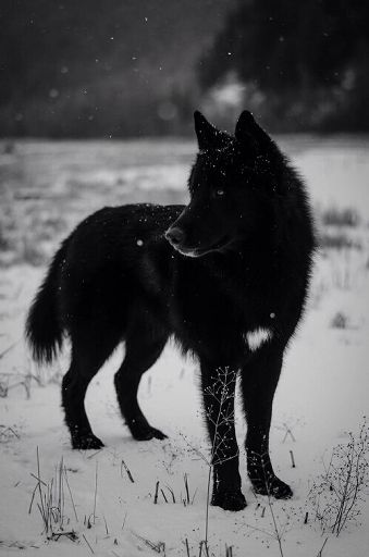 sirius black wolf