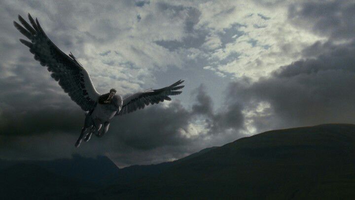 Animal 101: Hippogriff | Harry Potter Amino