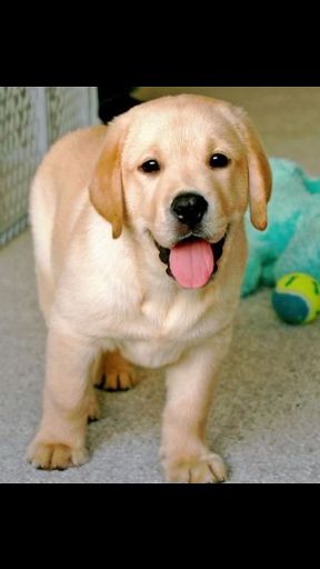 Labrador Wiki Dogs Amino