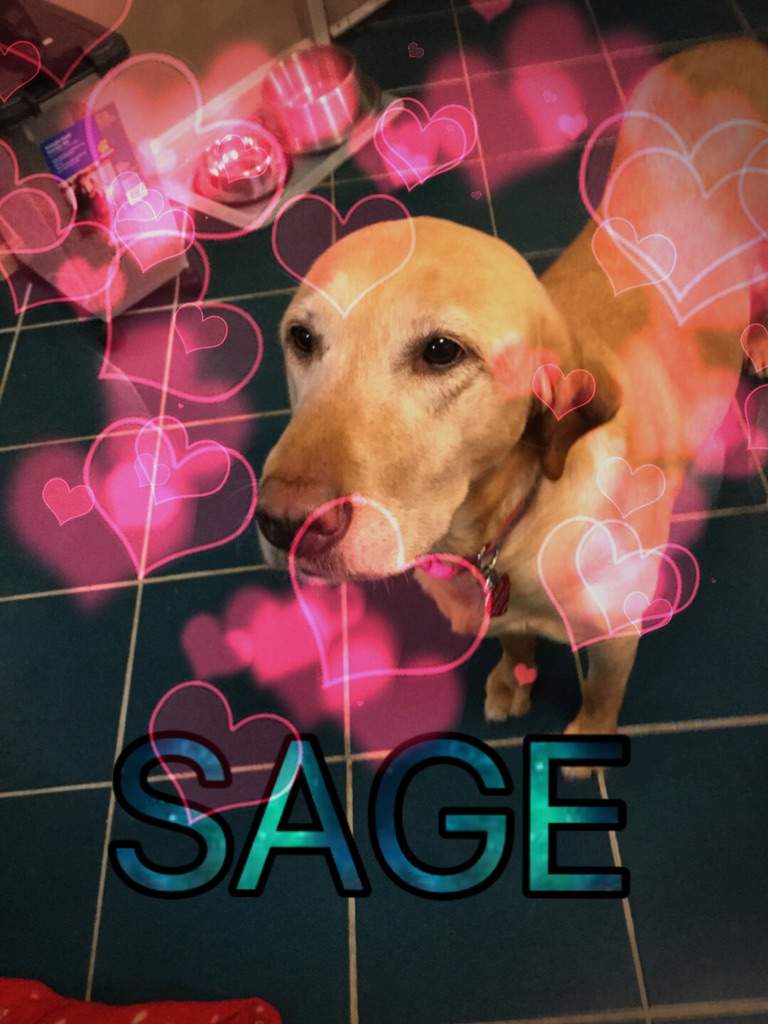 Sage Dogs Amino
