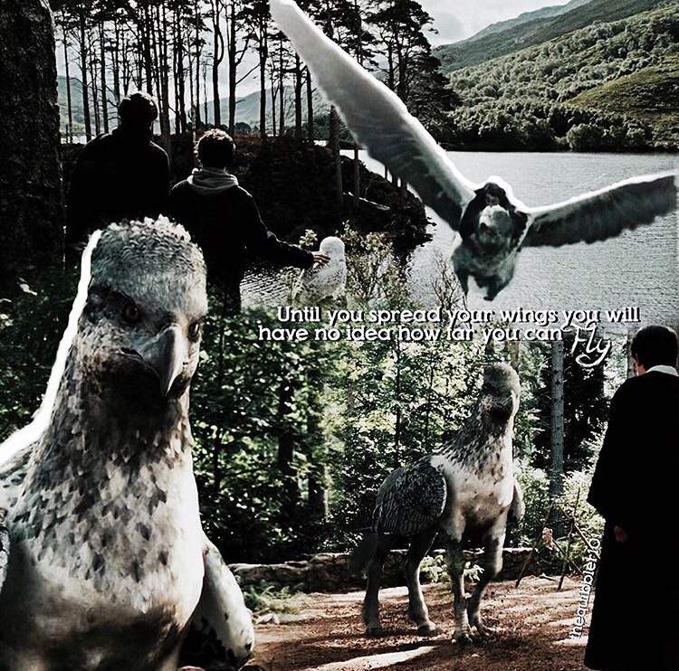 Buckbeak The Beautiful | Harry Potter Amino