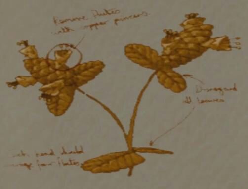 harry potter herbology lessons