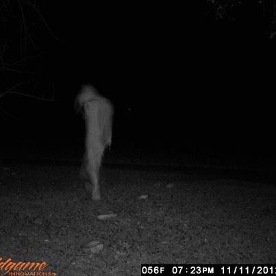 Dogman Trail Cam 