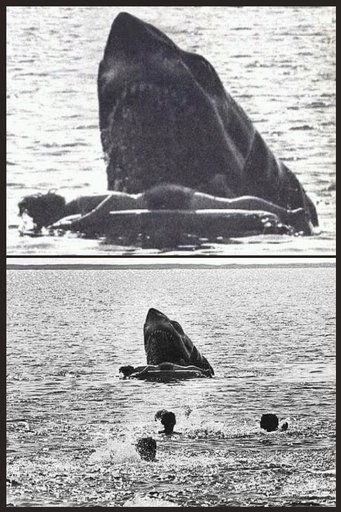 Deleted Death Scene of Jaws | Horror Amino labeled diagram of mouth 