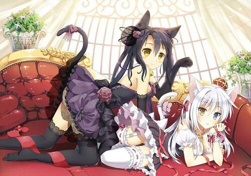 Catgirls ♡-♡ | Wiki | Anime Amino