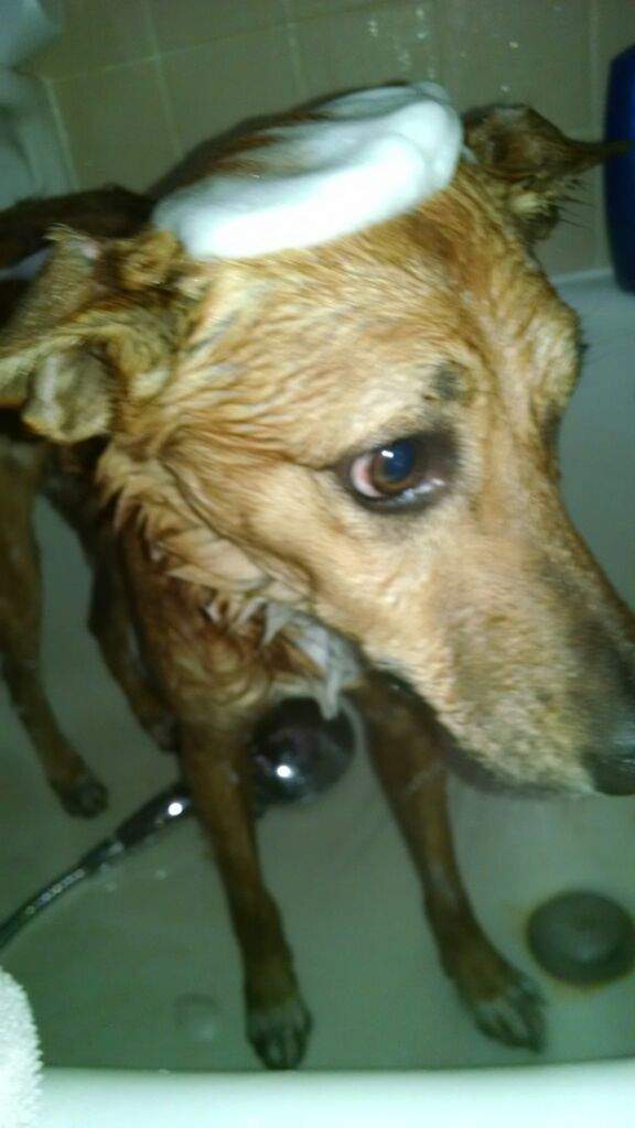 His fur was getting oily Dogs Amino