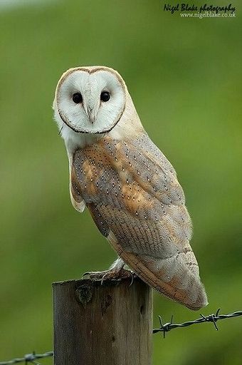 My Pet Barn Owl Wiki Harry Potter Amino