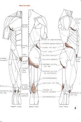 Male Anatomy-Drawing Tutorial | Wiki | Art Amino