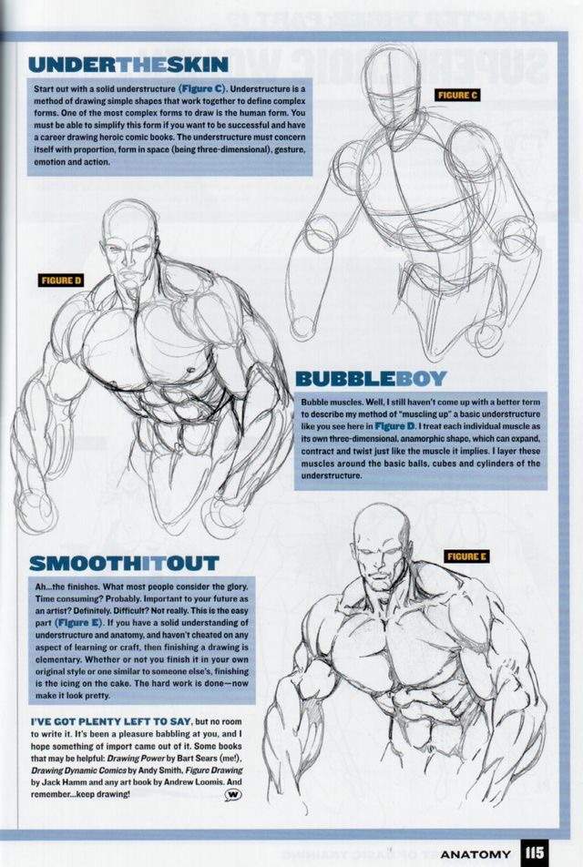 Male AnatomyDrawing Tutorial Art Amino