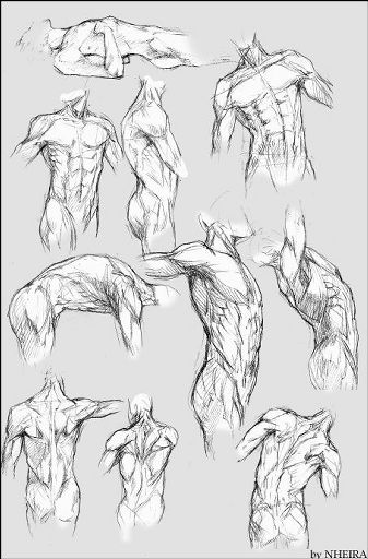 Male Anatomy-Drawing Tutorial | Wiki | Art Amino