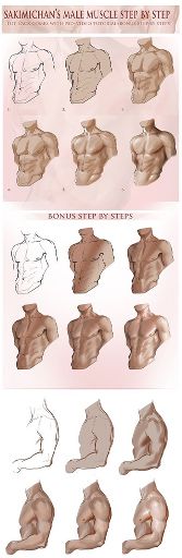 male anatomy drawing step by step