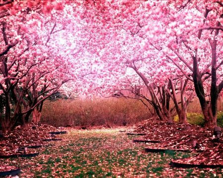 Sakura Trees: The Meaning in Anime | Anime Amino