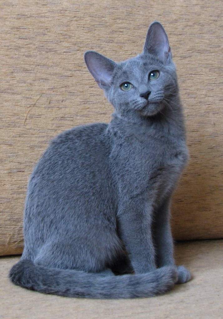 gray tabby cat life expectancy
