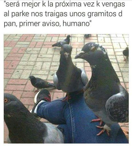 La Mafia De La Palomas Anime Amino