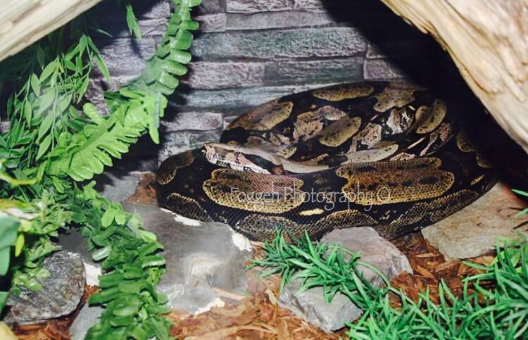 pet boa constrictor sizes up owner pet boa constrictor sizes up owner