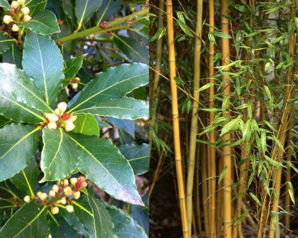 Flora y Fauna de Corea del Sur 🏵🐯🇰🇷 •KPop• Amino Flora y Fauna de Corea del Sur 🏵🐯🇰🇷 •KPop• Amino