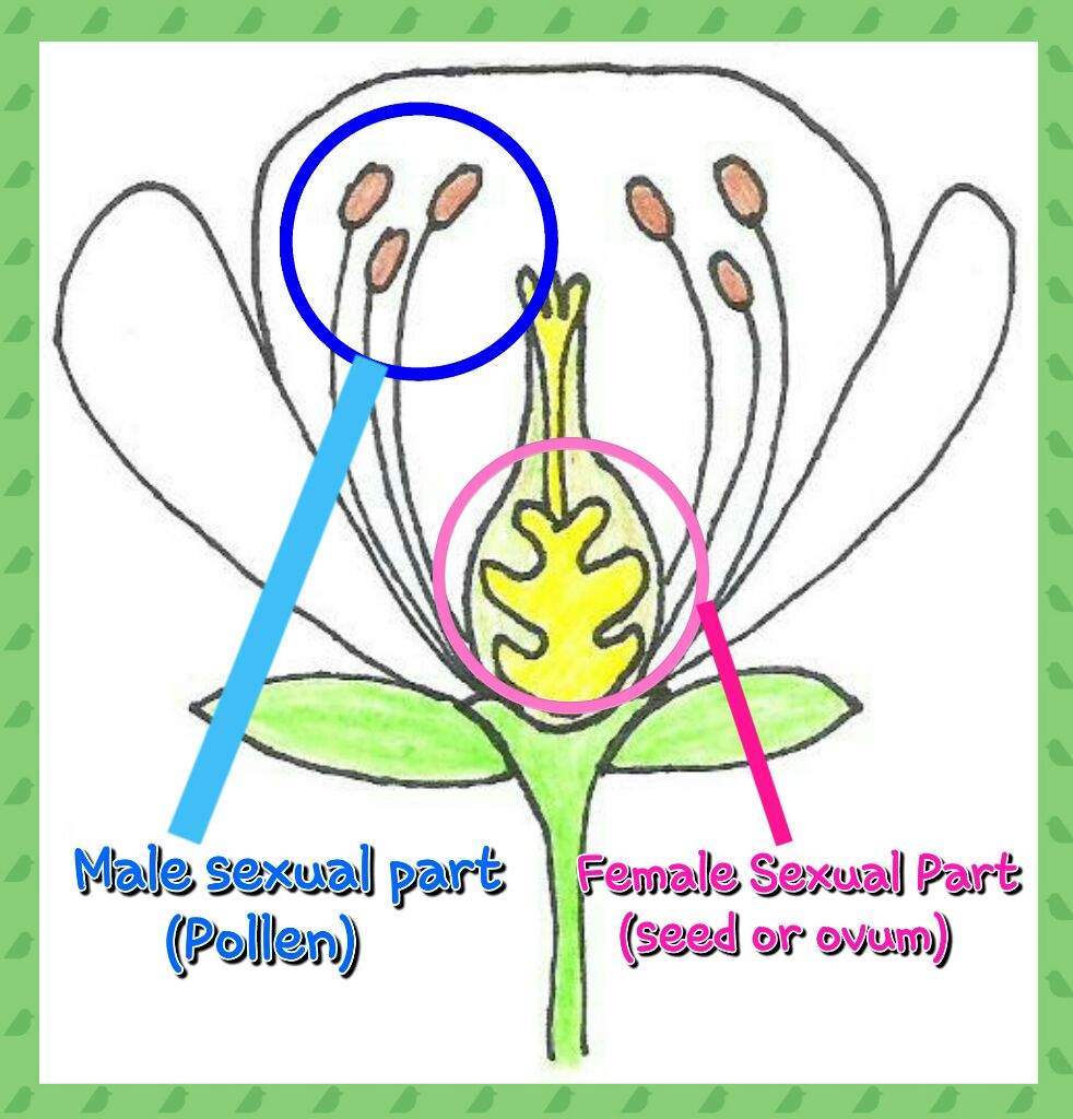 male sex organ in plants male sex organ in plants