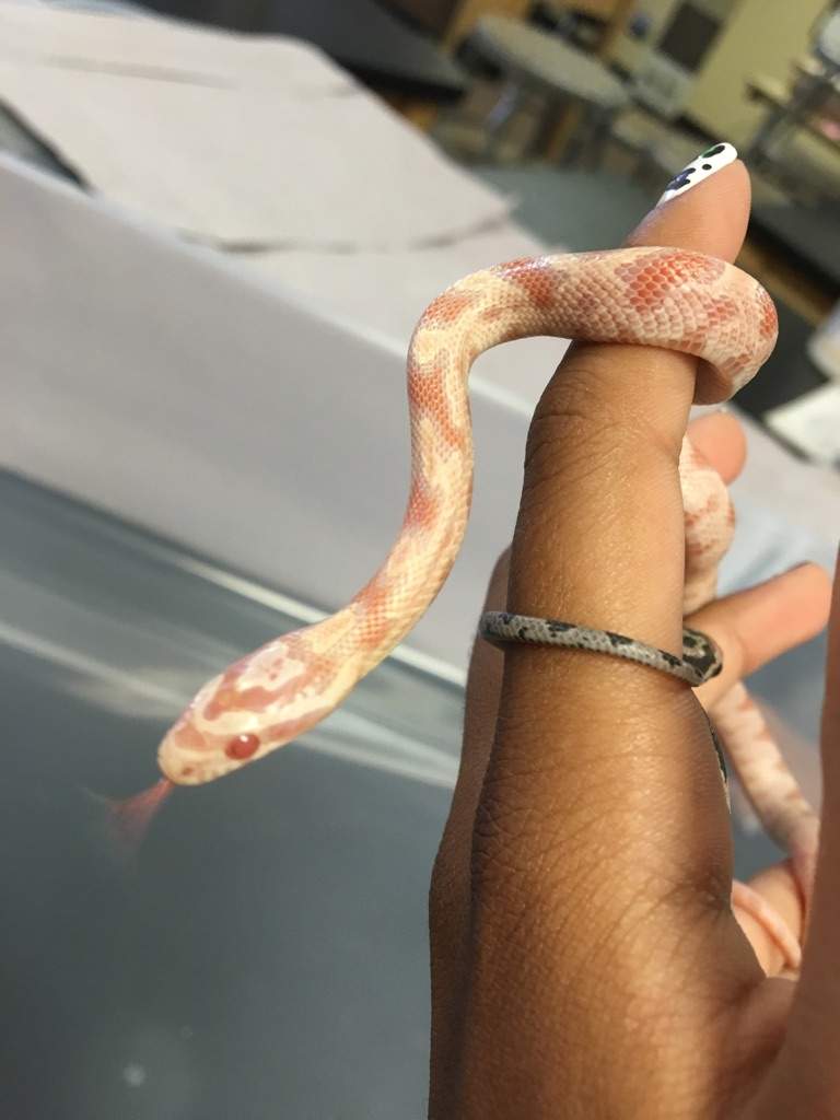 Baby Corn Snakes Pets Amino