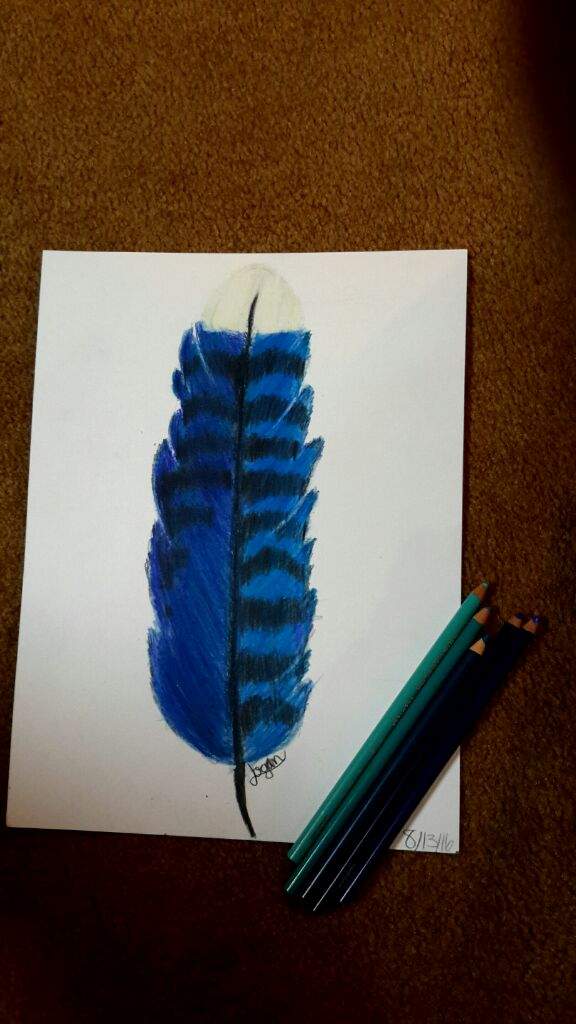 Blue Jay Feather 2 0 Art Amino