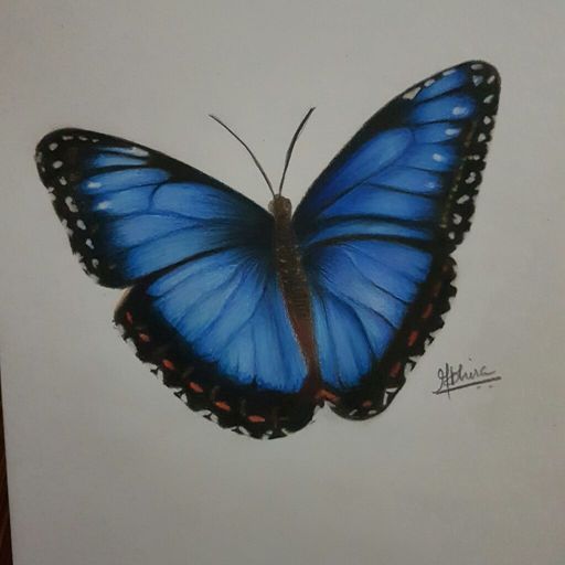 how to draw a realistic butterfly