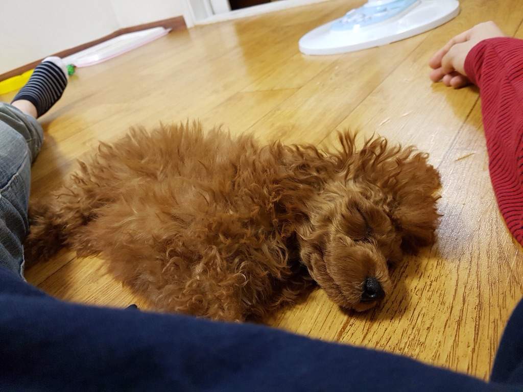 Suga s Pet Dog Named Holly ARMY s Amino