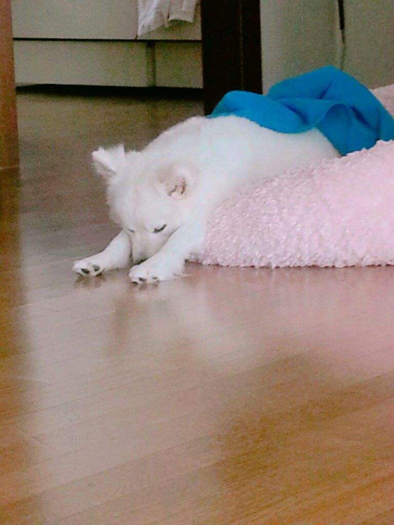 Rapmon [160920] Namjoon's dog | ARMY's Amino