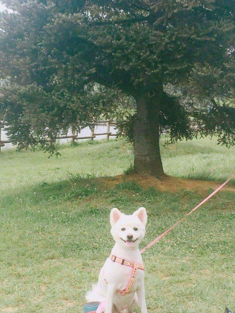 Rapmon [160920] Namjoon's dog | ARMY's Amino