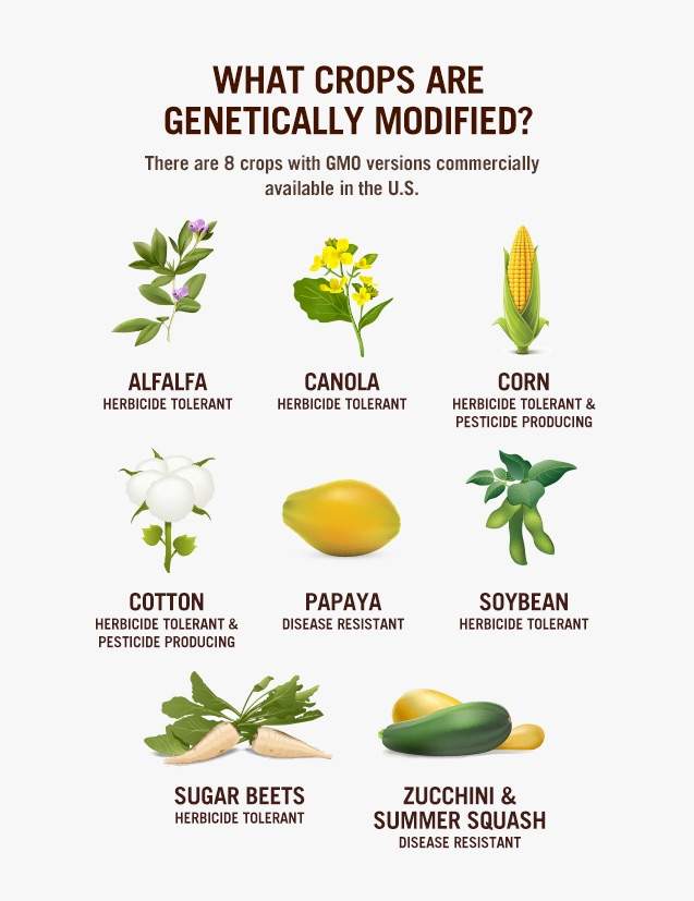 Research paper on genetic modified plants
