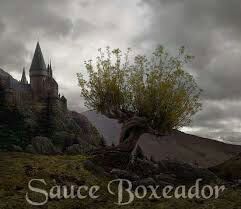 sauce boxeador harry potter