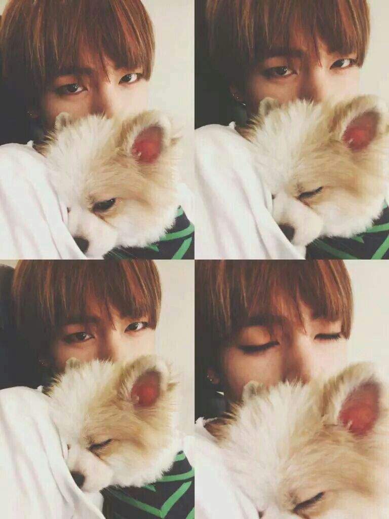 BTS WITH PETS | ARMY's Amino