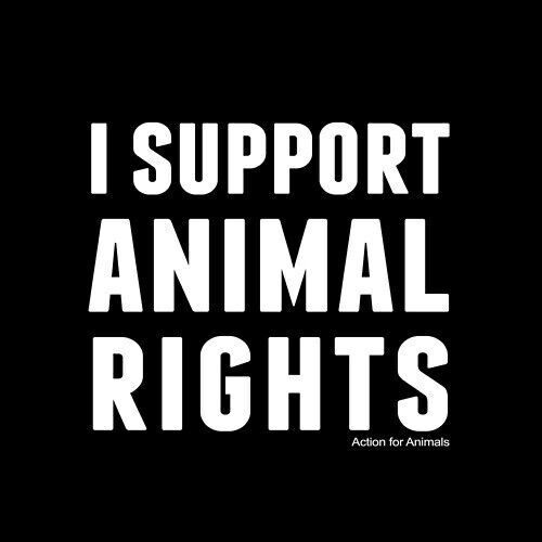 Happy International Animal Rights Day | Vegan Amino