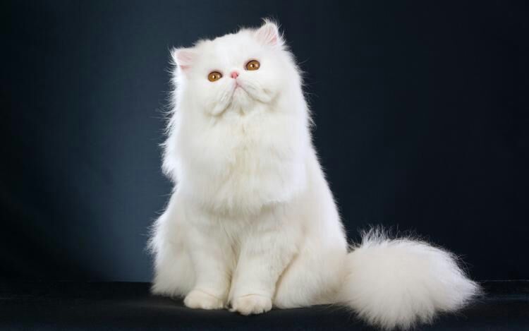 Gato persa | GatosLovers Amino
