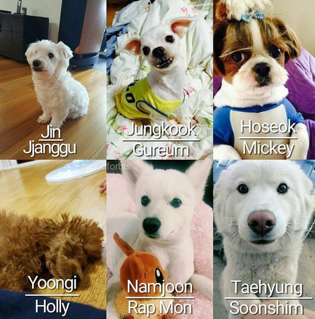 BTS' dogs | ARMY's Amino