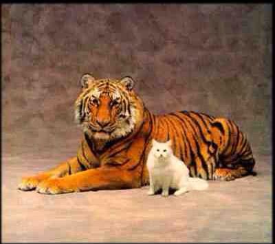 Periodo perioperatorio Alianza hermosa Los gatos y sus semejanzas con los felinos ( Gatos y Tigres 🐯🐱 |  GatosLovers Amino