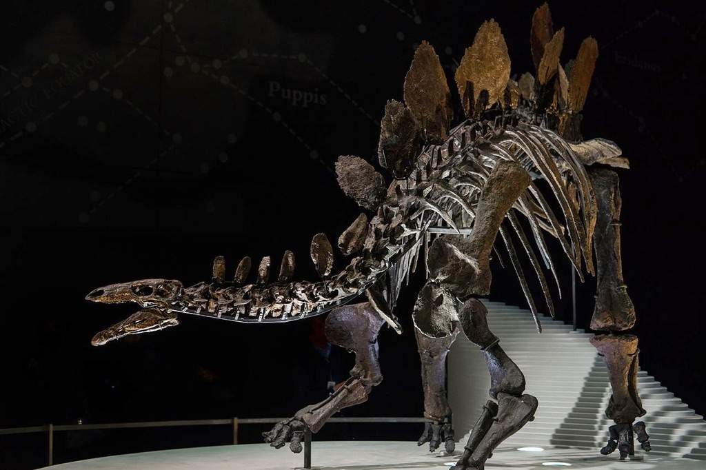 stegosaurus with spikes on side