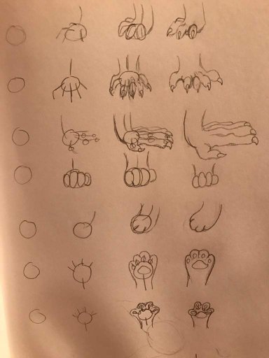 How To Draw Various Animal Feet Art Amino How To Draw Various Animal Feet Art Amino
