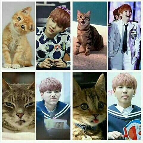 Suga cat | ARMY's Amino