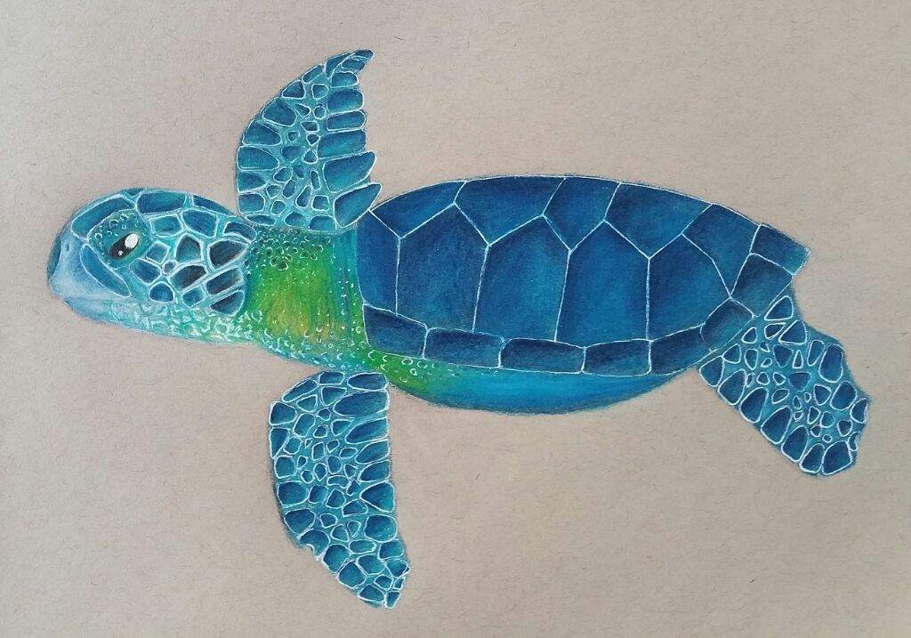 turtle-drawing-art-amino